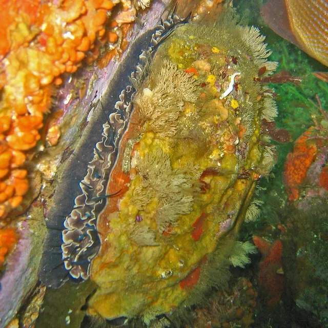 Red abalone (Haliotis rufescens)