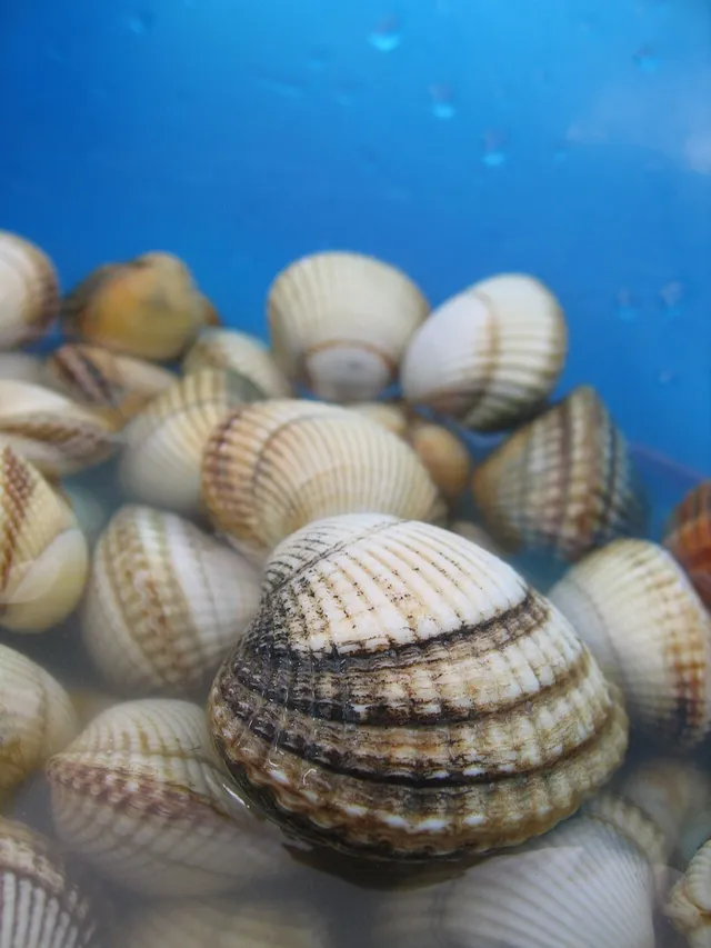 Common cockle (Cerastoderma edule)
