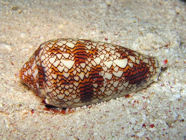 Textile cone (Conus textile)