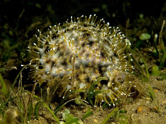 Tiger cowrie (Cypraea tigris)