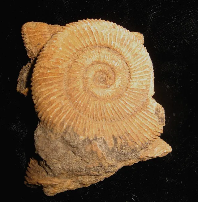 Evolute ammonite (Dactylioceras)