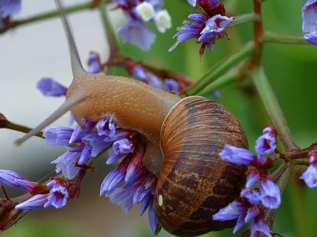 Garden snail (Cornu aspersum)