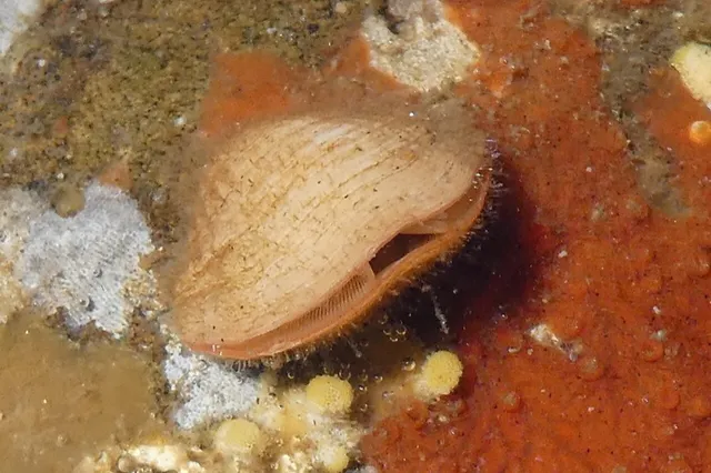 Transverse lamp shell (Terebratalia transversa)