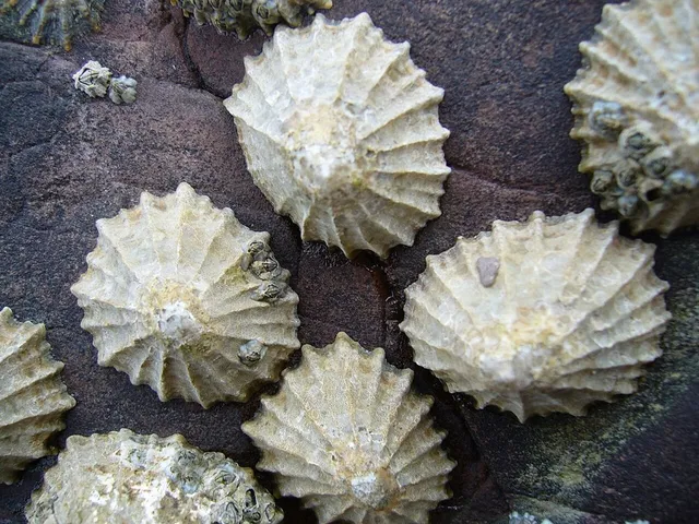Common limpet (Patella vulgata)