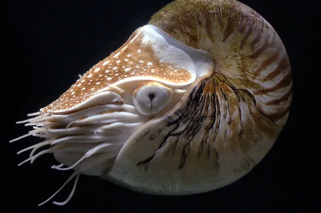 Chambered nautilus (Nautilus pompilius)