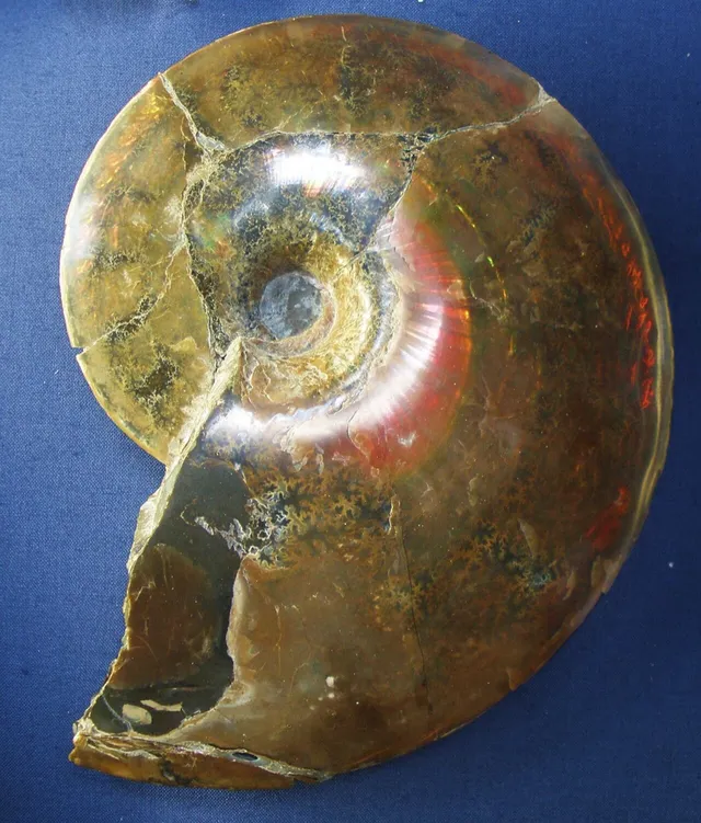 Involute ammonite (Placenticeras)