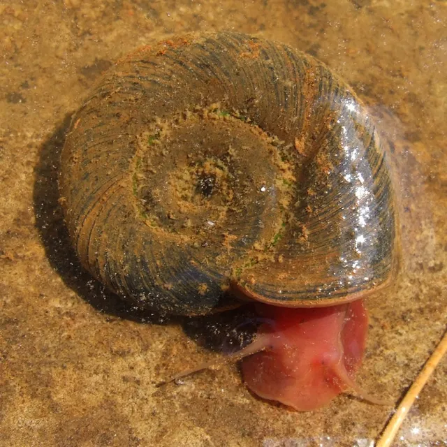 Great ram's horn snail (Planorbarius corneus)