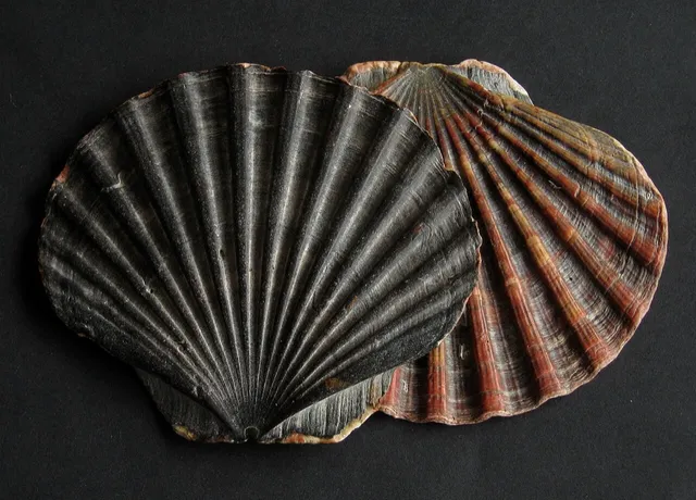 King scallop (Pecten maximus)