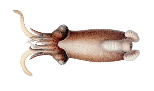Ram's horn squid (Spirula spirula)