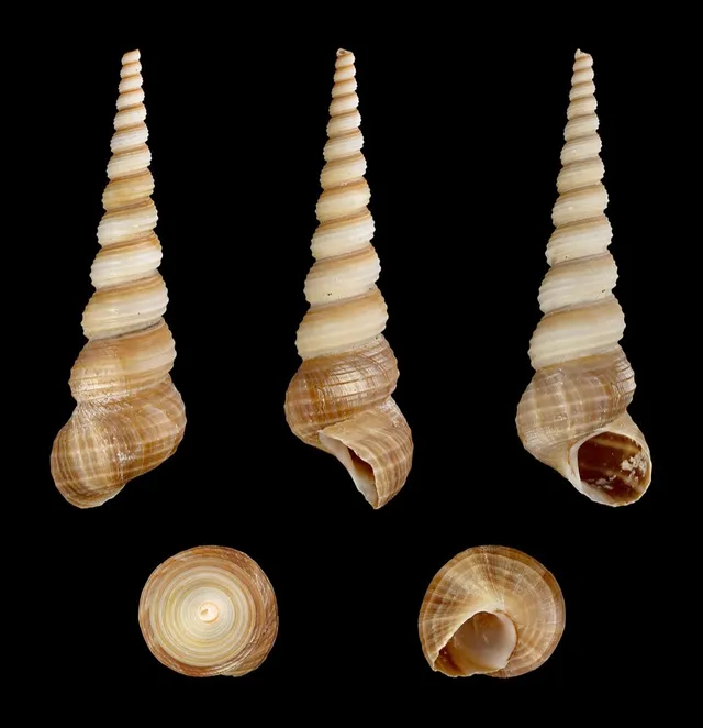 Screw shell (Turritella terebra)